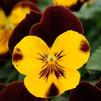 Viola 